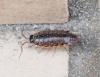 Philoscia muscorum